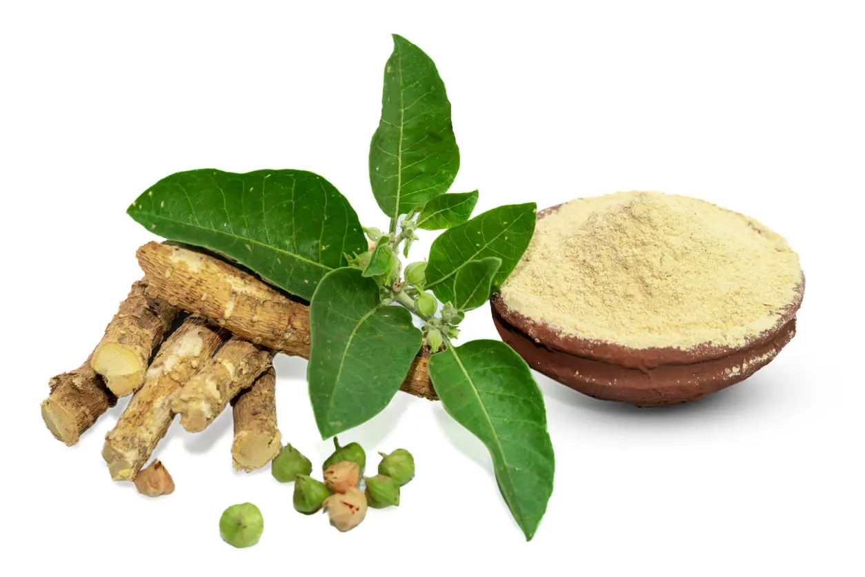 Ashwagandha Benefits, Uses, and Potential Side Effects